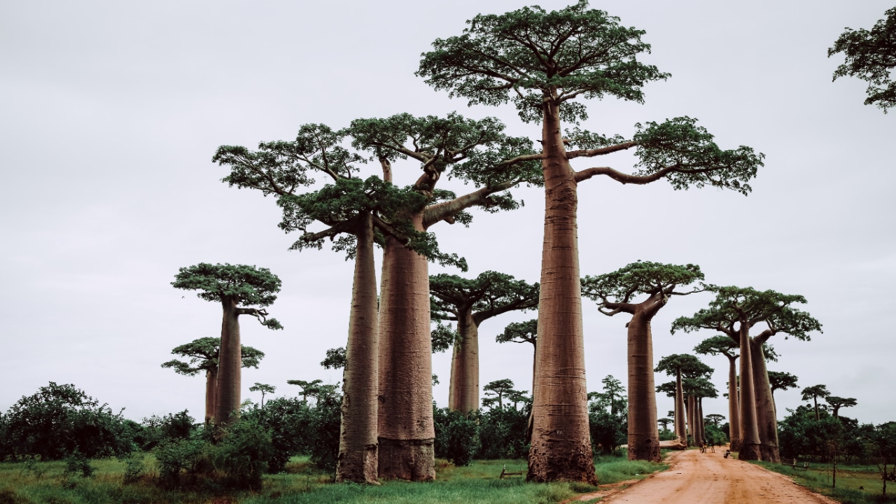A dirt road lined with tall baobab trees in Madagascar.