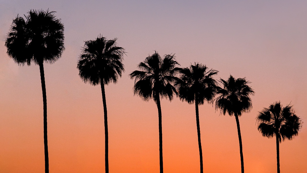 Five palm trees are silhouetted against a SoCal sunset.