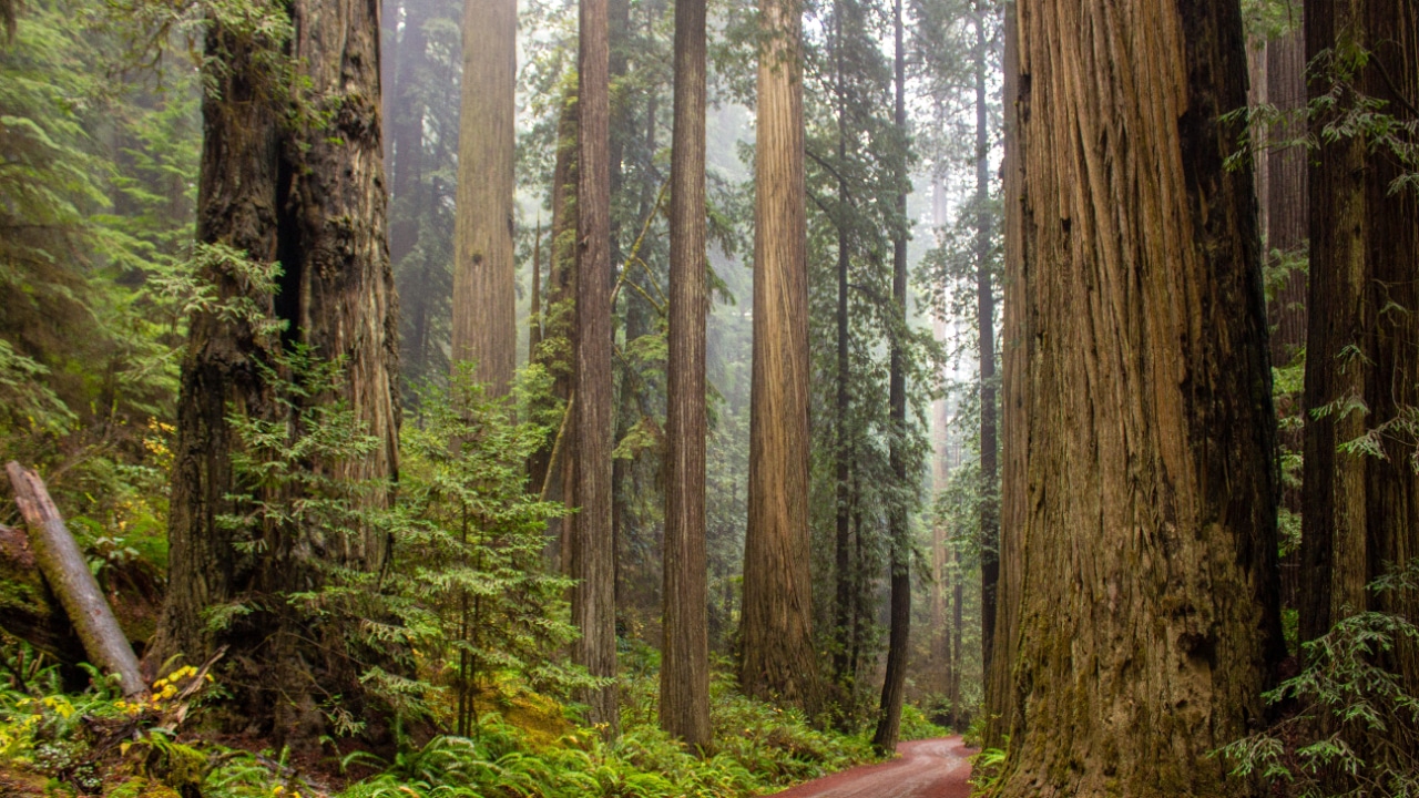 Giants of the Redwood forest, California.