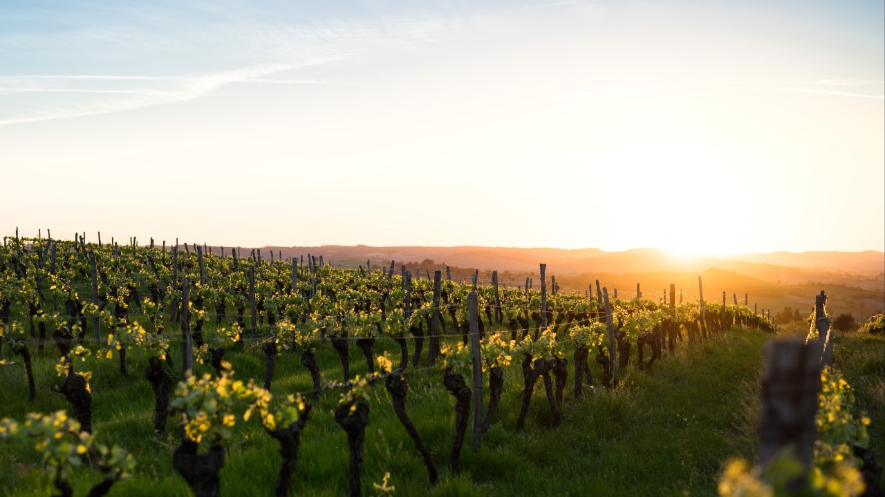 The sun is setting over a Medoc vineyard field.