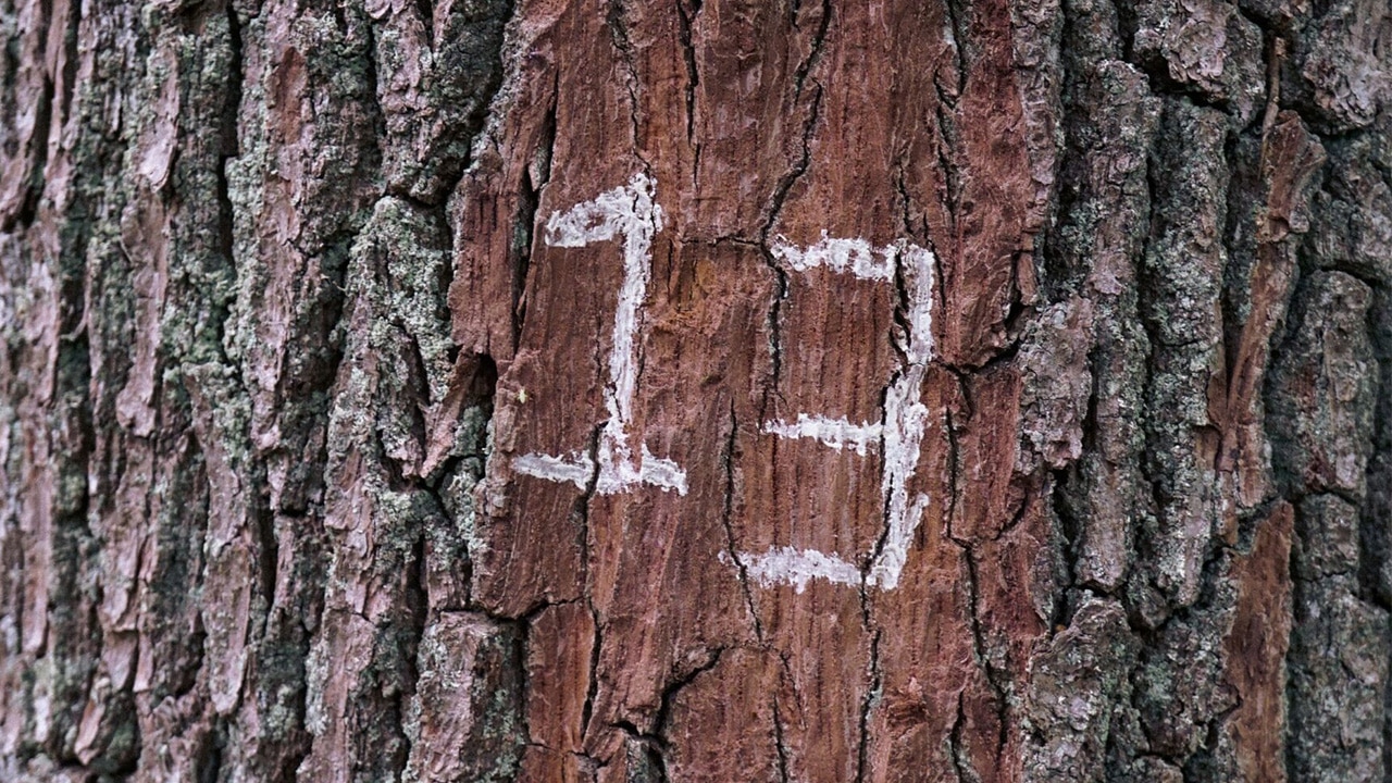 A tree trunk with the number "13.1" written on it.