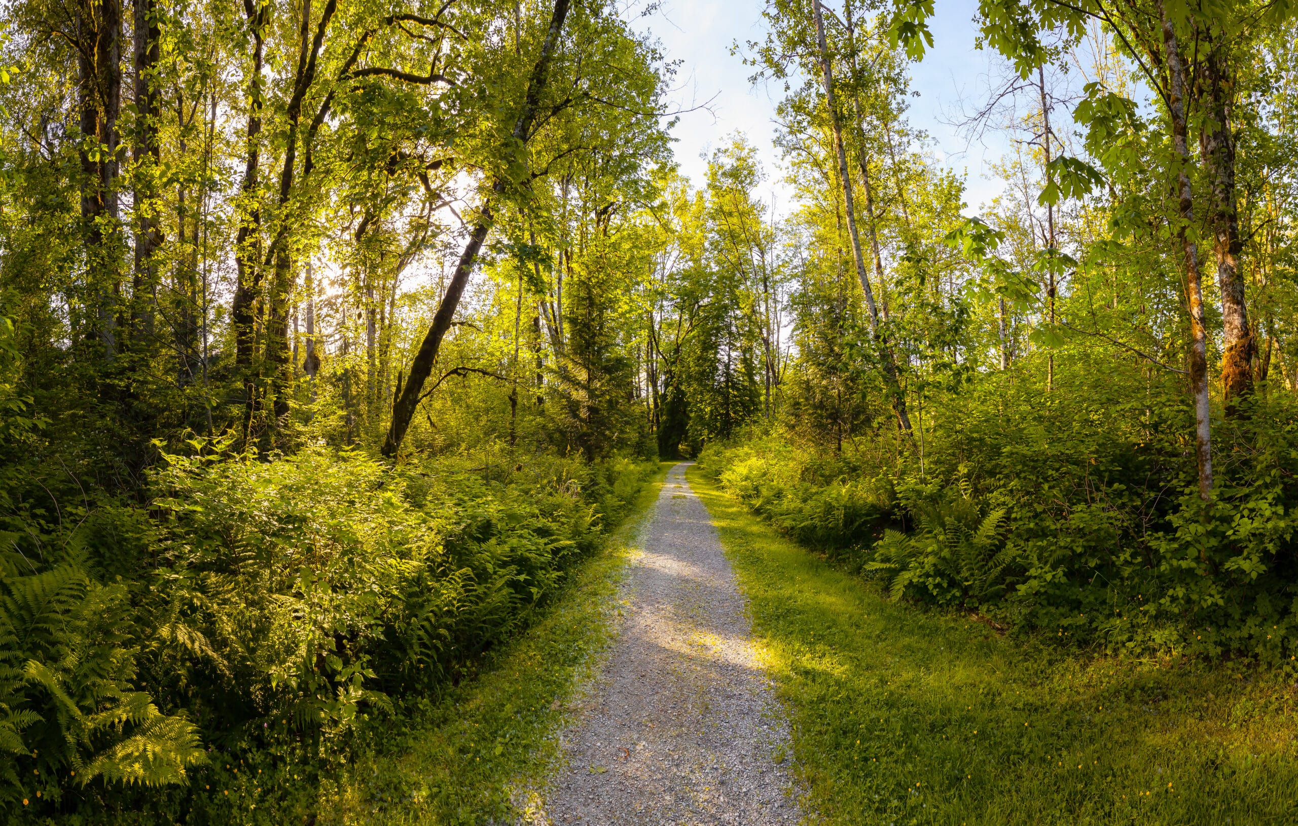 A dirt path in the middle of a lush green forest.