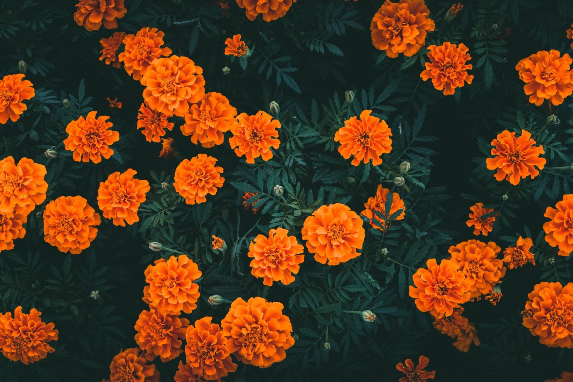 A close up of orange flowers on a dark background.