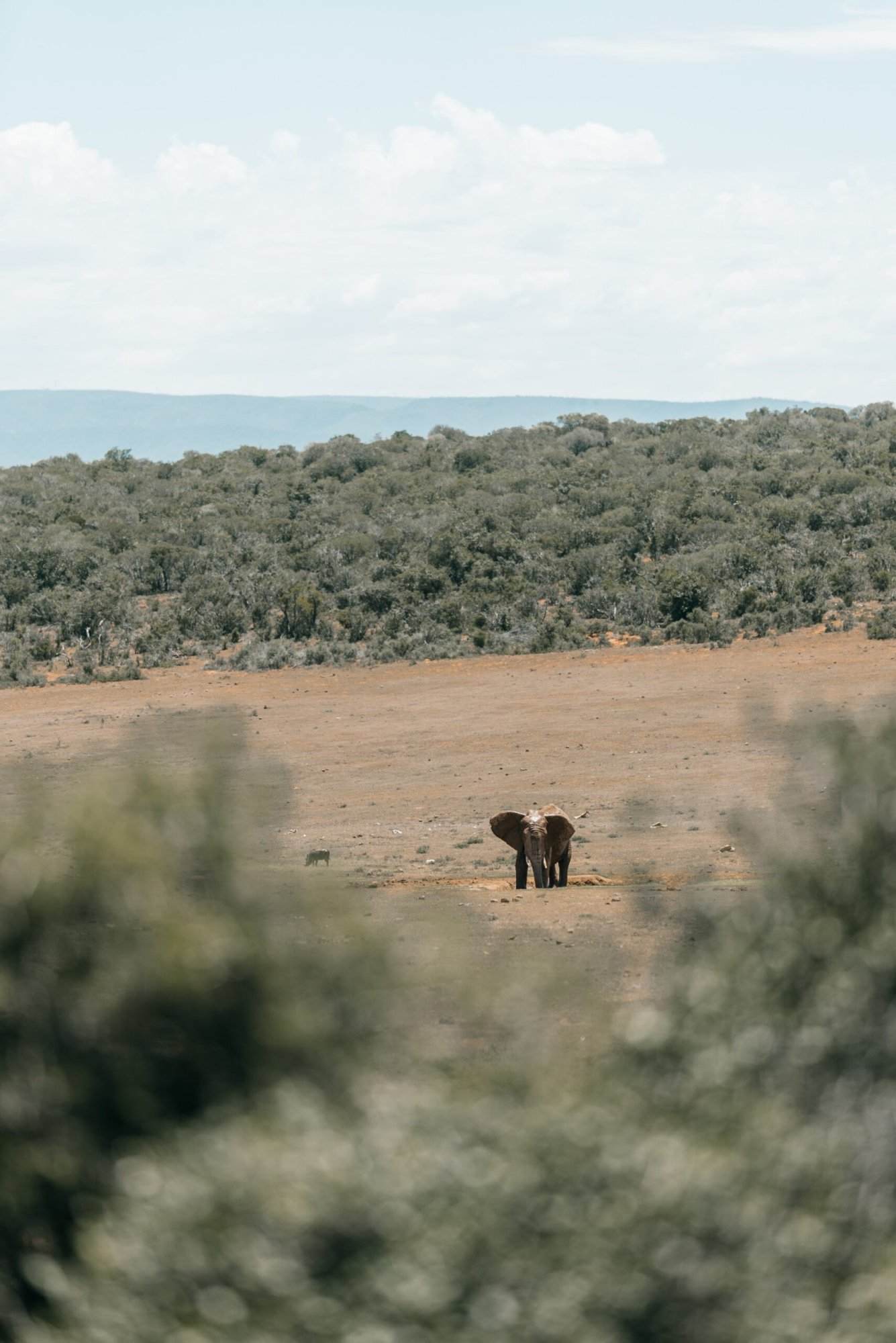 Two elephants standing in the middle of a field.