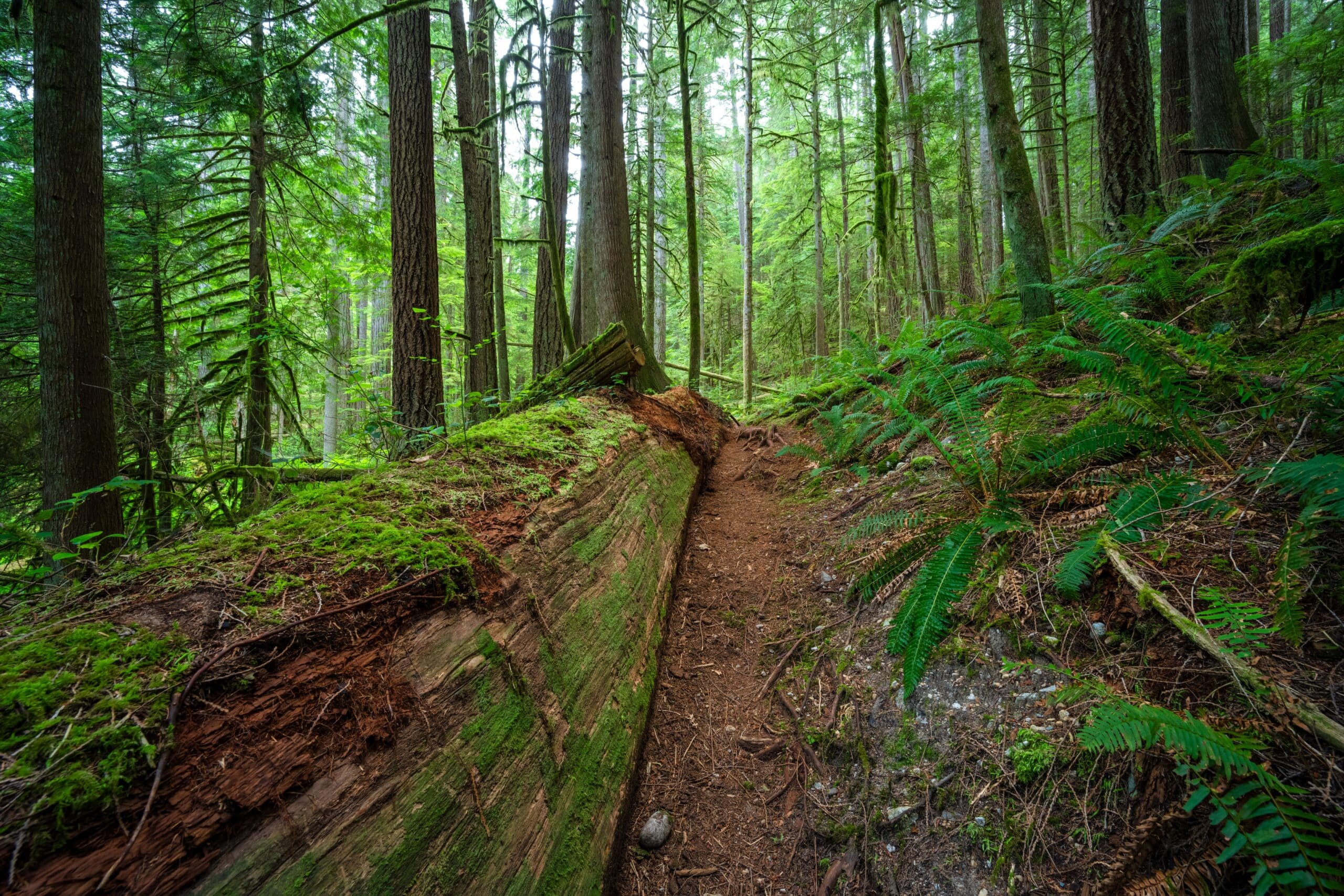 A fallen tree on a trail in a forest.