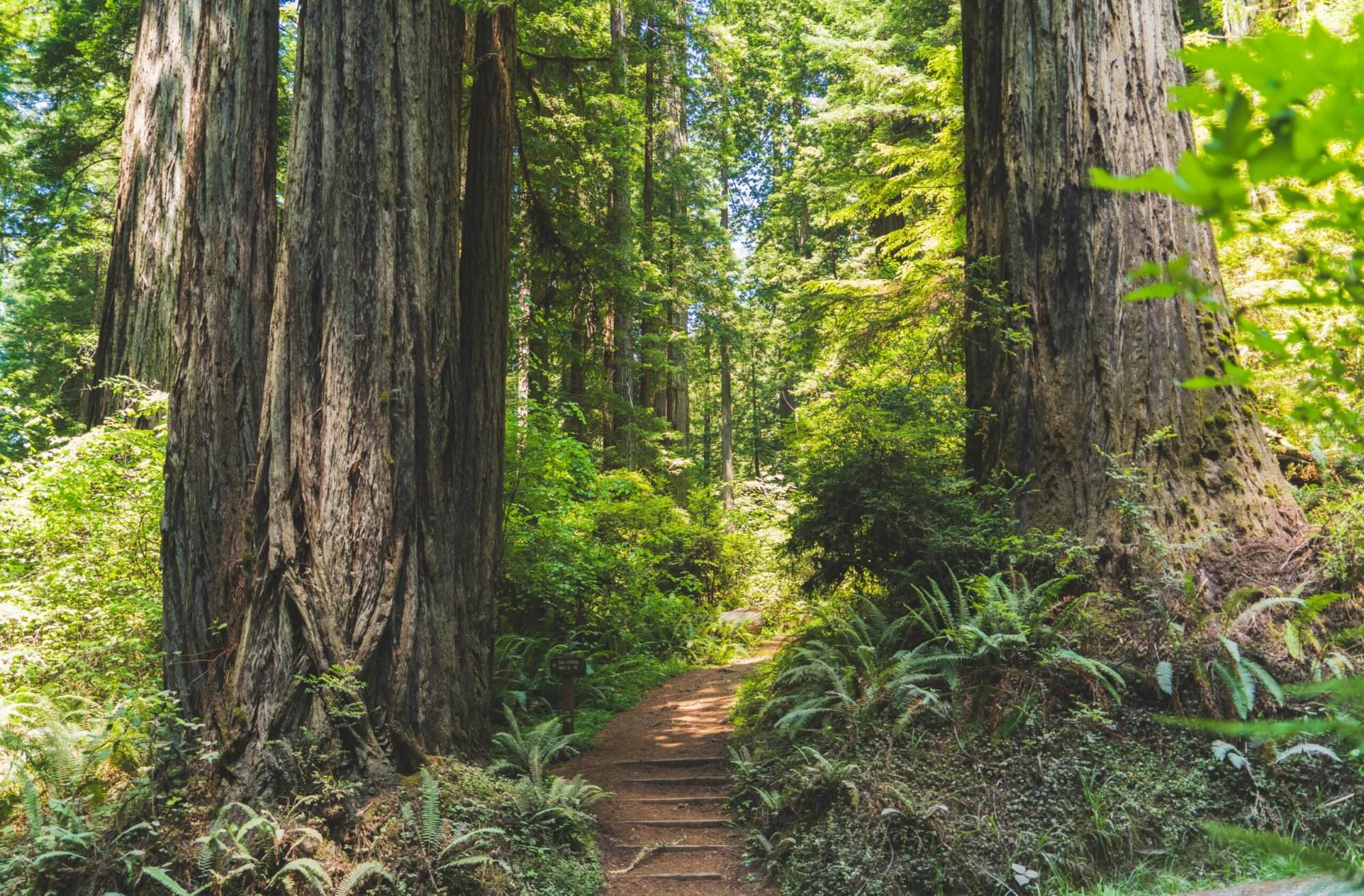 A path leading through a forest full of redwood trees.