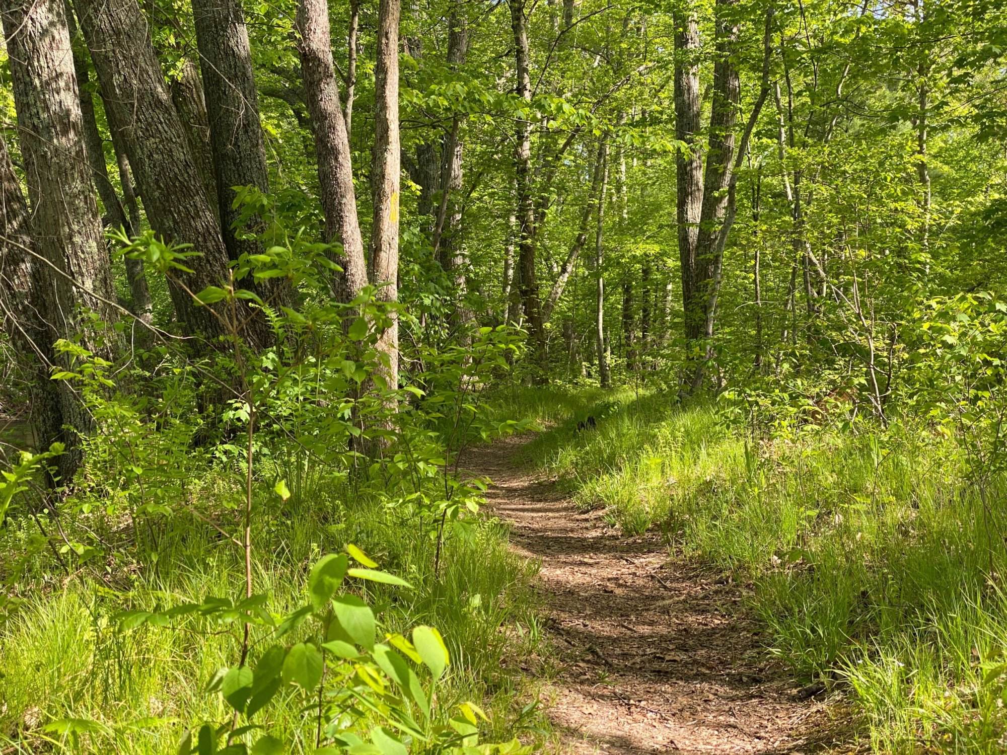 A trail in the woods with green grass and trees.