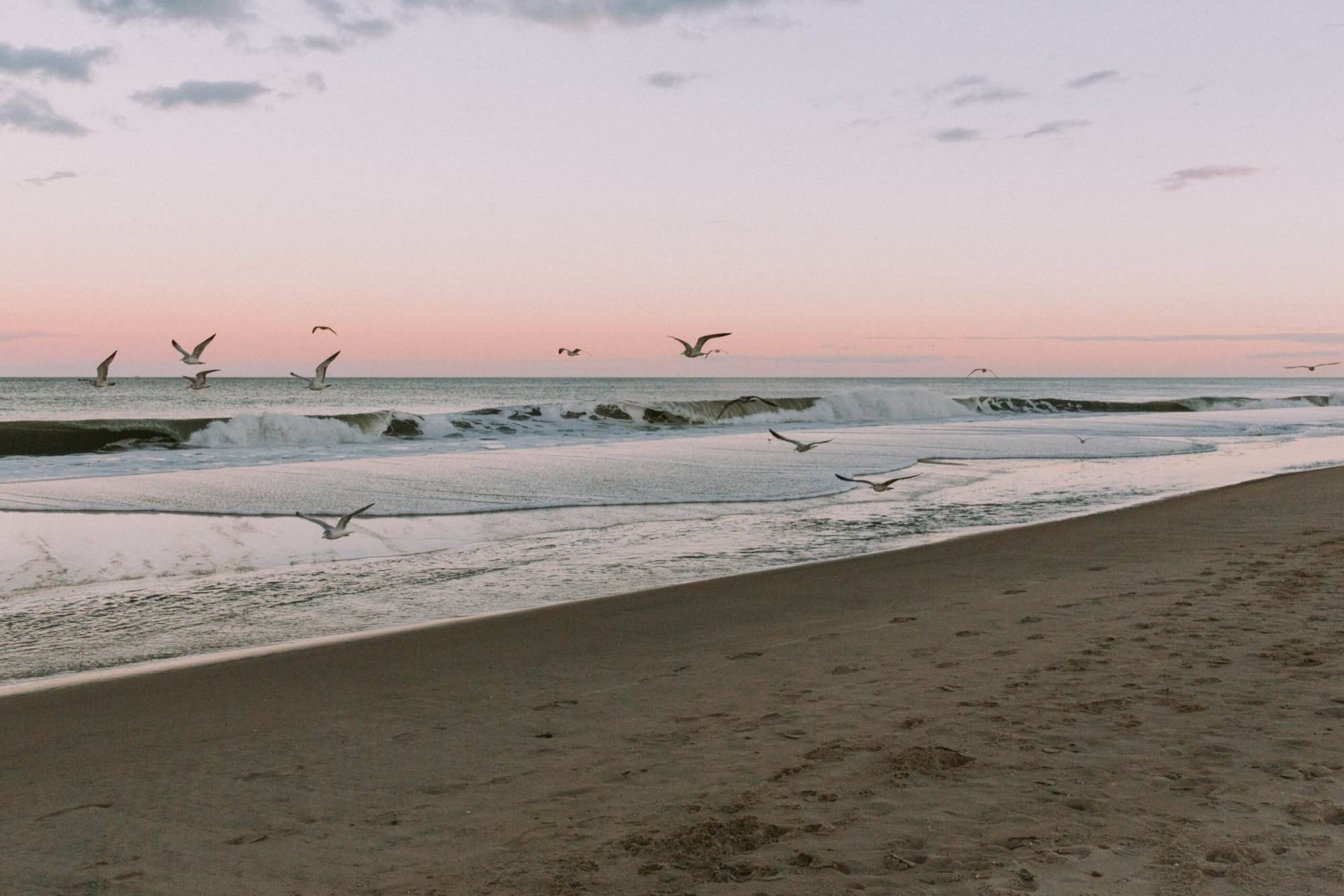 A group of seagulls flying over a beach at sunset.