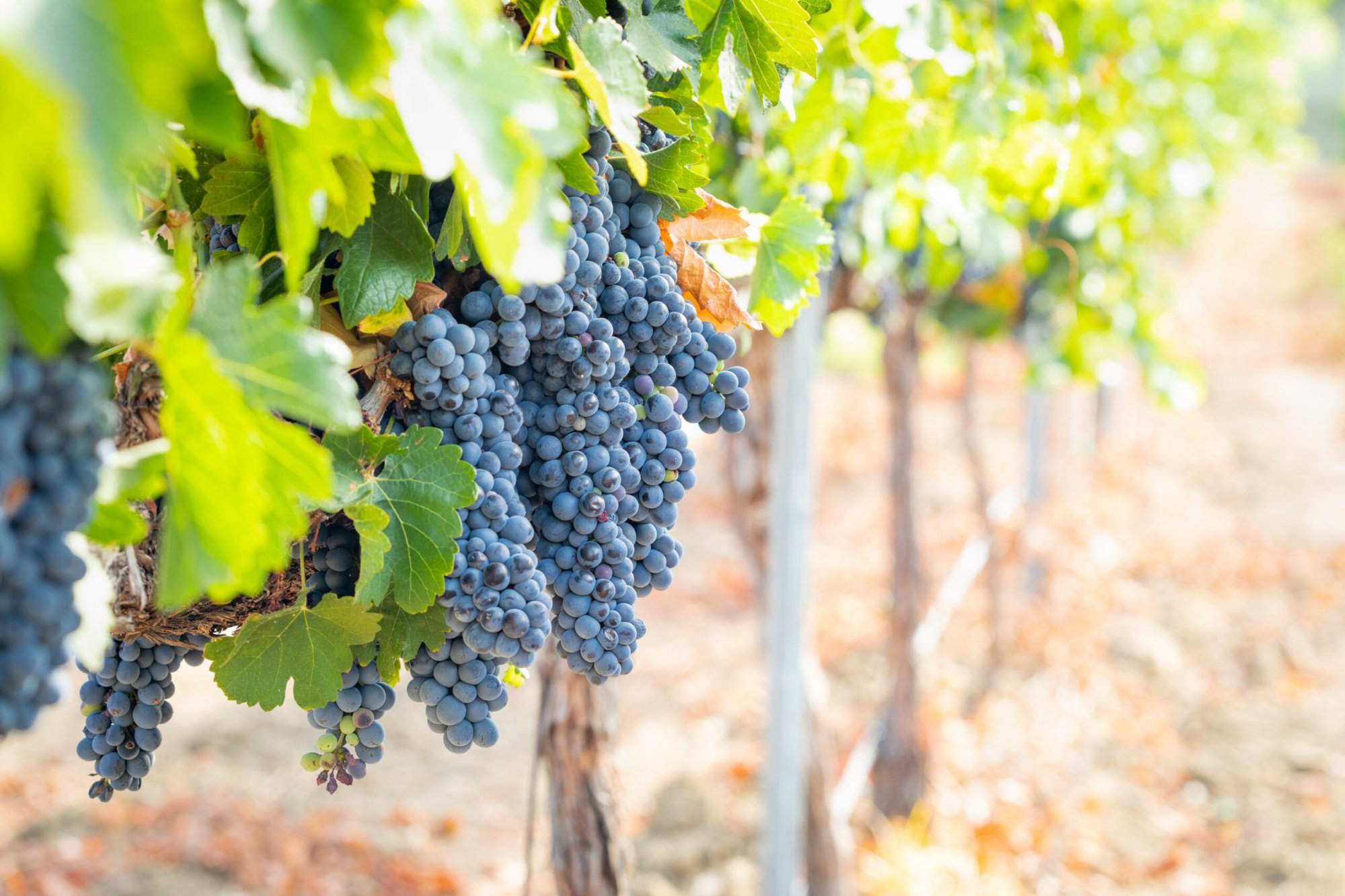 Grapes hanging on a vine in a vineyard.