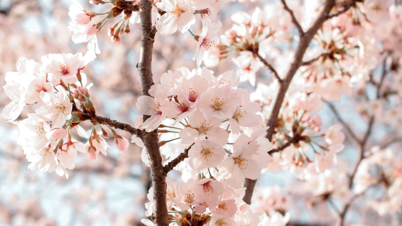 A close up of a pink cherry blossom tree in Seattle.