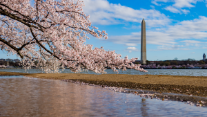 Cherry blossoms by the water with the Washington Monument in the background under a partly cloudy sky, marking the picturesque route of the 10 Mile Run.