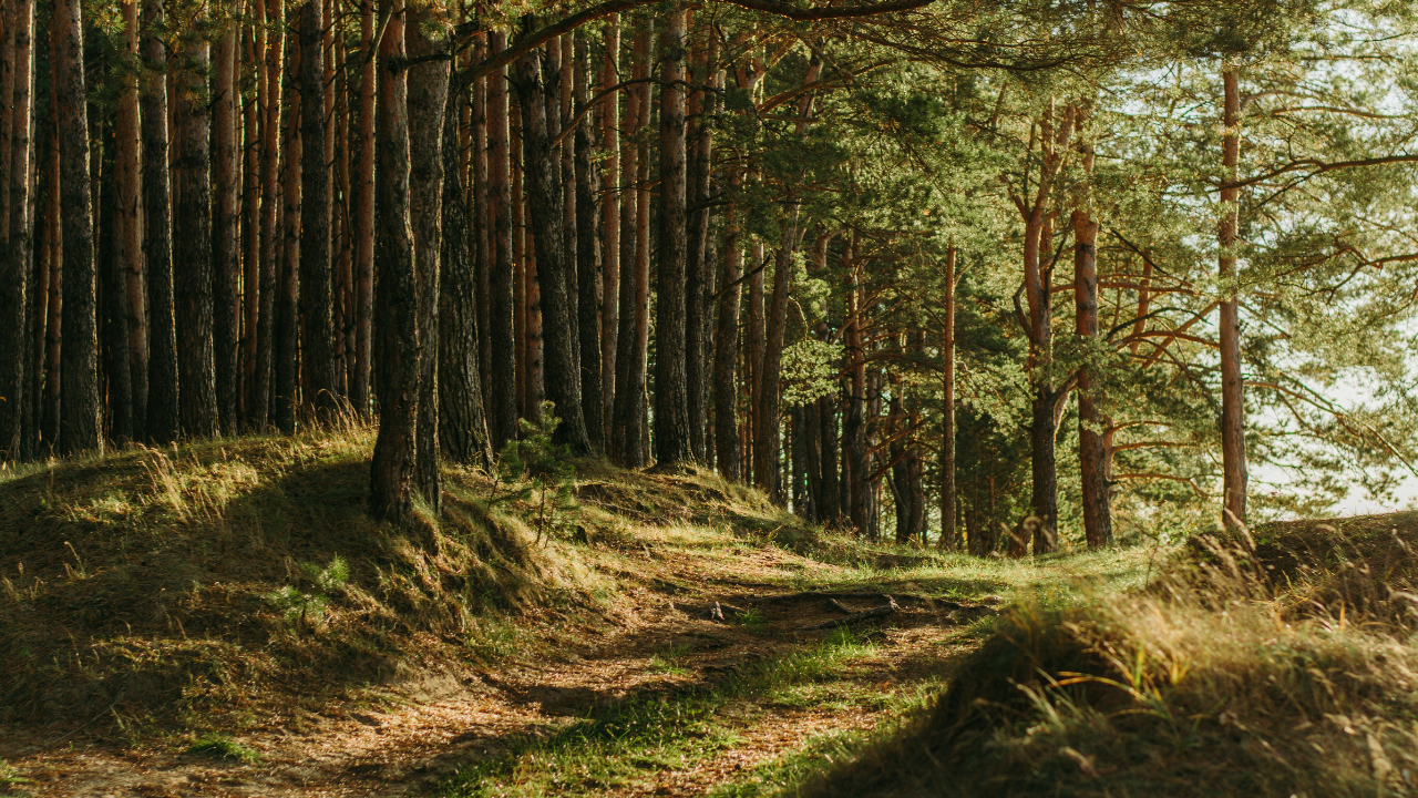 A sunlit forest with tall, slender trees and a narrow dirt path winding through the grass-covered ground, perfect for participants of the Georgia Jewel ultra marathon.