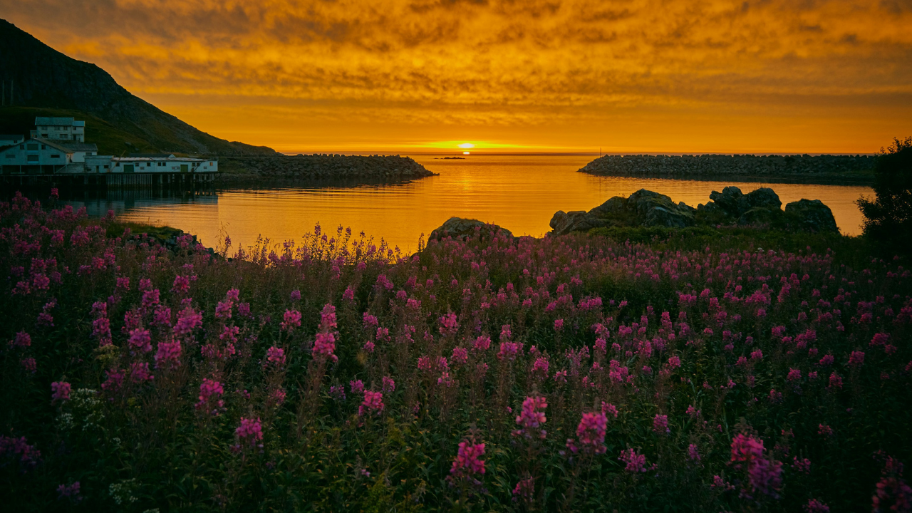 A vibrant sunset with an orange sky over a calm sea, framed by rugged hills and lined with blooming wildflowers in the foreground. Small structures are visible near the shore, reminiscent of peaceful nights under the Midnight Sun.