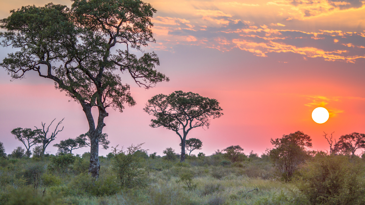 A South African landscape featuring tall trees and shrubs under a colorful sky with the sun setting near the horizon evokes the spirit of endurance seen in the Comrades Marathon.